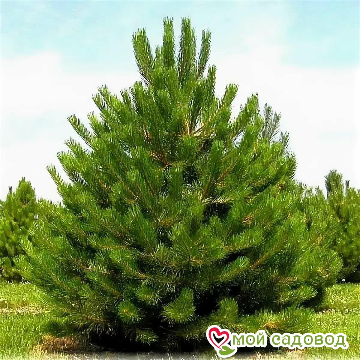 Сосна хвойные. Сосна черная Австрийская. Сосна черная (Pinus nigra). Сосна черная Фастигиата. Pinus nigra Крымская сосна.