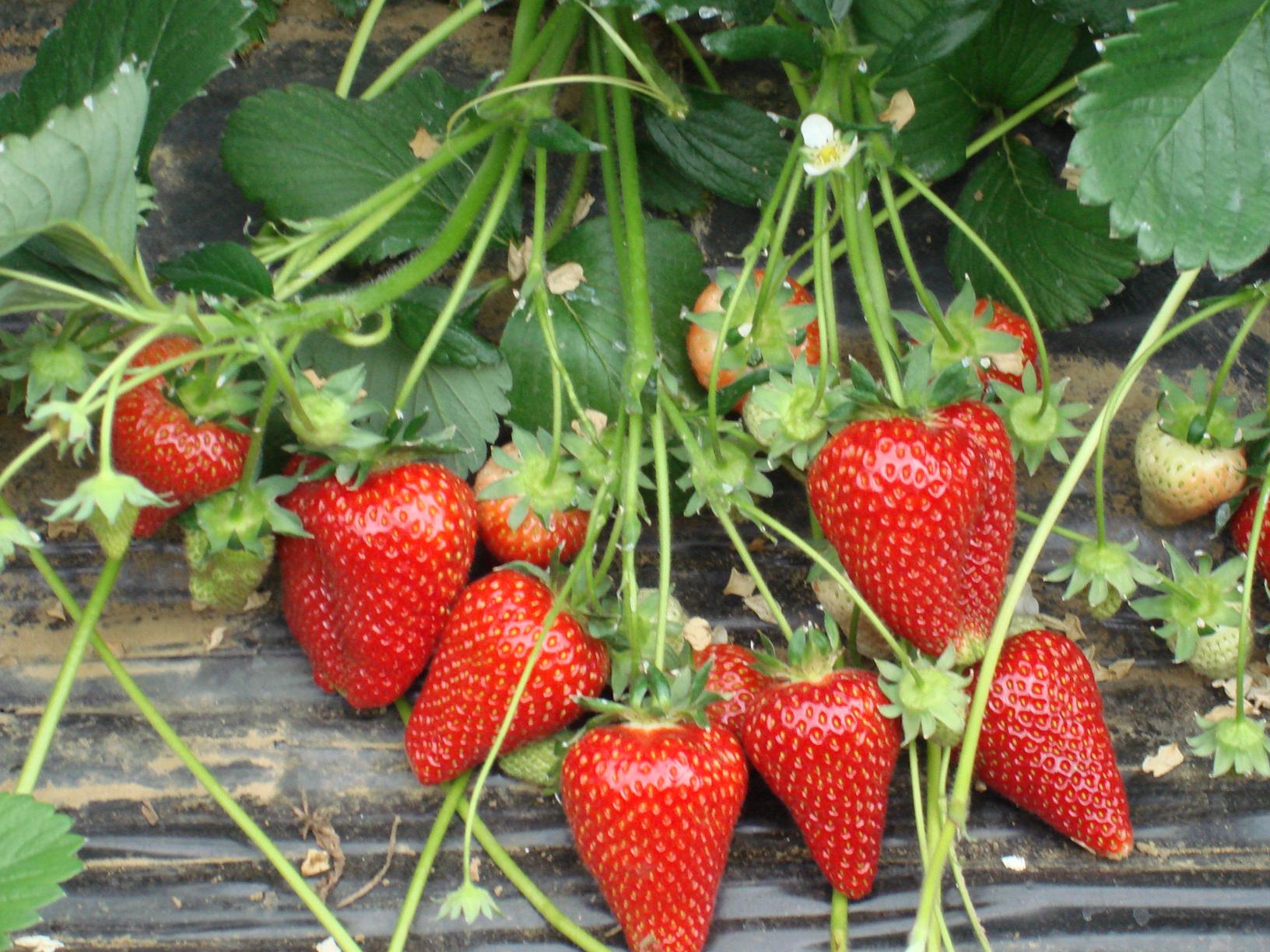 виктория сорт сирия. земляника крупноплодная сирия. клубника сирия описание сорта фото. земляника сорт сирия. сорт клубники сирия.