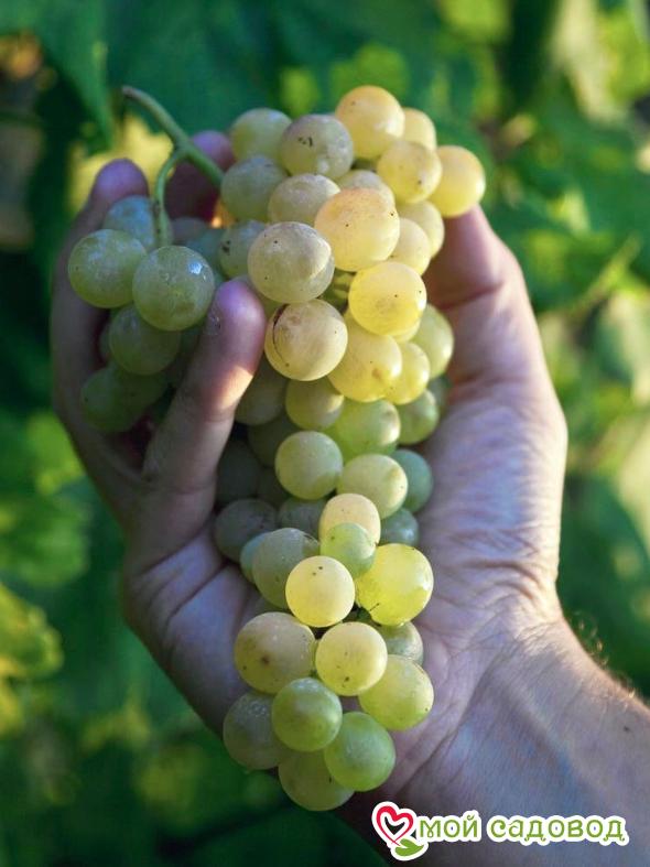 Виноград Мускат Одесский