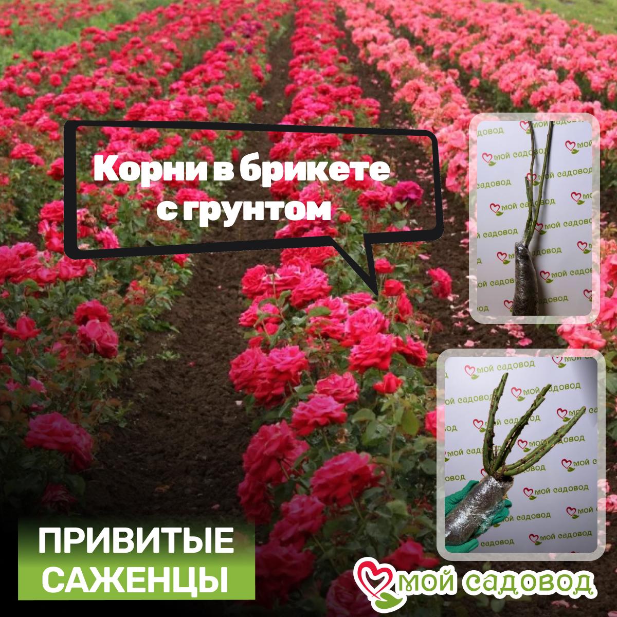 Роза чайно-гибридная Дабл Делайт