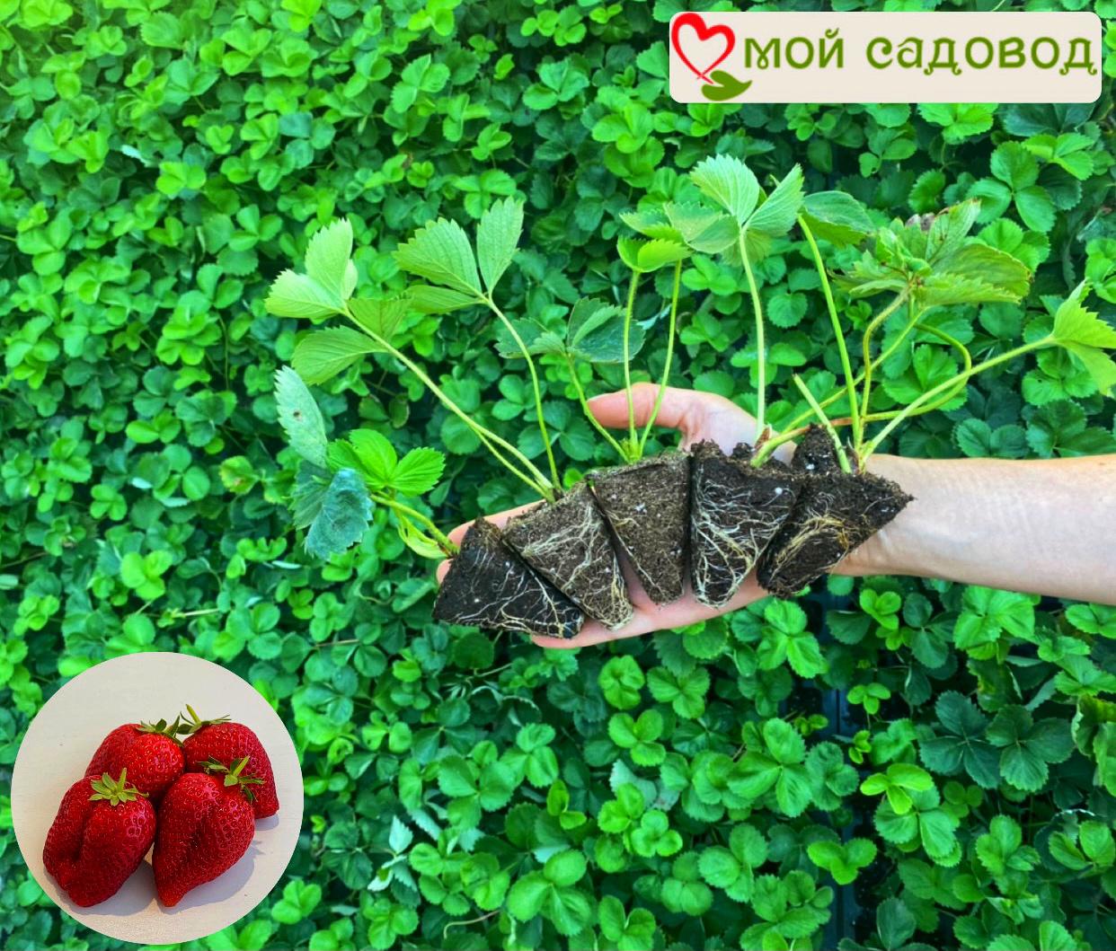 Клубника Мармелада (крупноплодная)