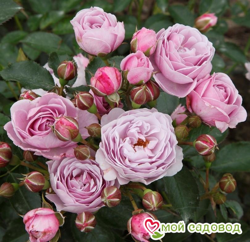 Роза флорибунда Наутика