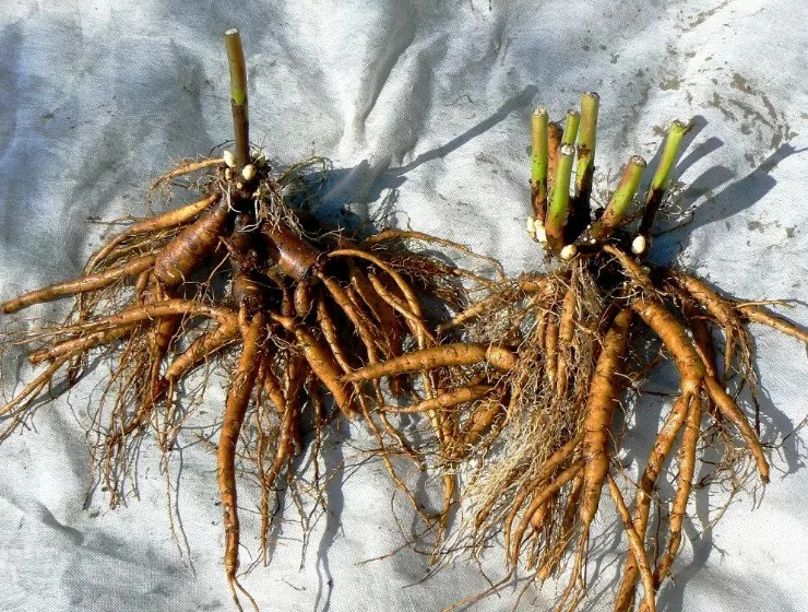 Лилейник Блаш Эффект