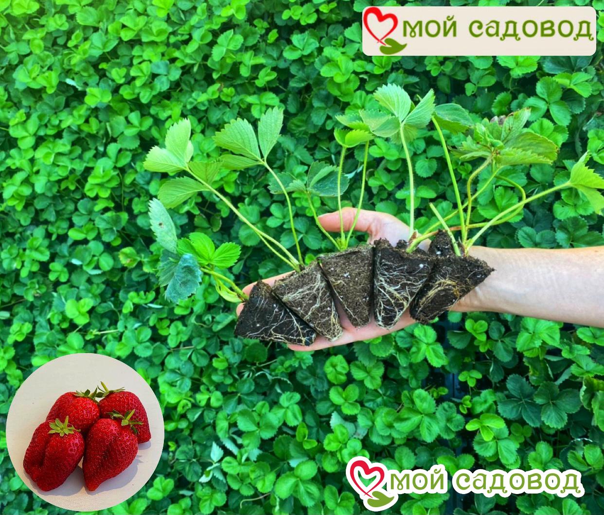 Клубника Огненный Дуэт